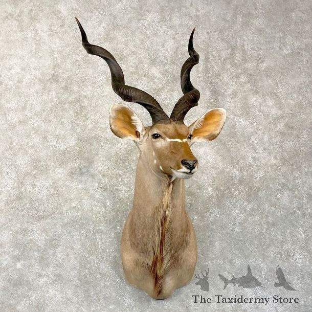 Greater Kudu Shoulder Mount For Sale #24988 @ The Taxidermy Store