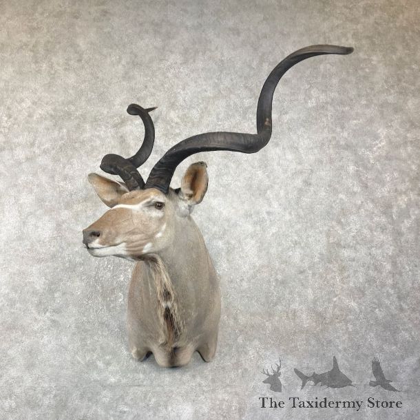 Greater Kudu Shoulder Mount For Sale #25949 - The Taxidermy Store