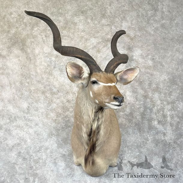 Greater Kudu Shoulder Mount For Sale #28297 @ The Taxidermy Store