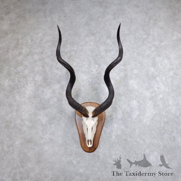Greater Kudu Skull European Mount For Sale #18623 @ The Taxidermy Store