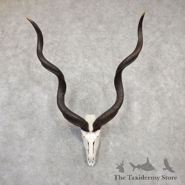 Greater Kudu Skull European Mount For Sale #20020 @ The Taxidermy Store