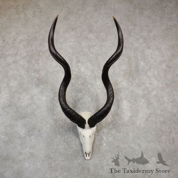 Greater Kudu Skull European Mount For Sale #20021 @ The Taxidermy Store