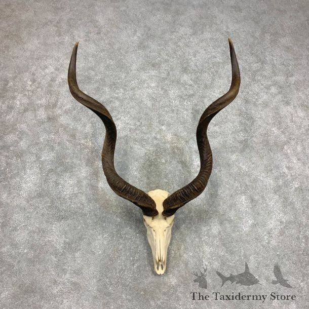 Greater Kudu Skull European Mount For Sale #21587 @ The Taxidermy Store