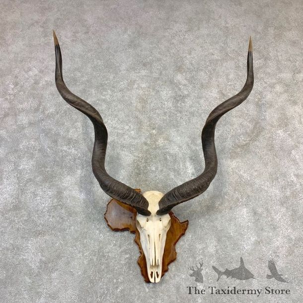 Greater Kudu Skull European Mount For Sale #21842 @ The Taxidermy Store