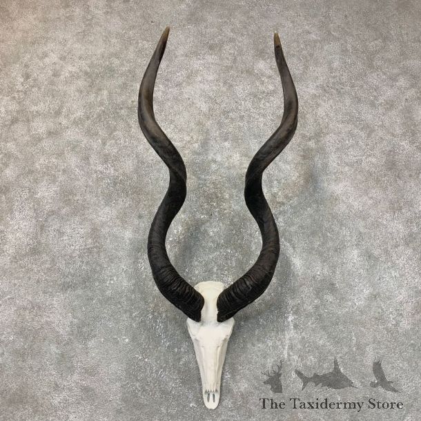 Greater Kudu Skull European Mount For Sale #23715 @ The Taxidermy Store
