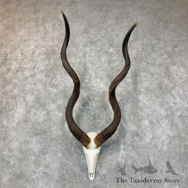 Greater Kudu Skull European Mount For Sale #23716 @ The Taxidermy Store