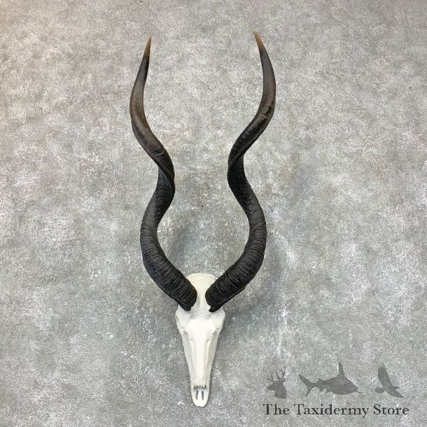 Greater Kudu Skull European Mount For Sale #23717 @ The Taxidermy Store