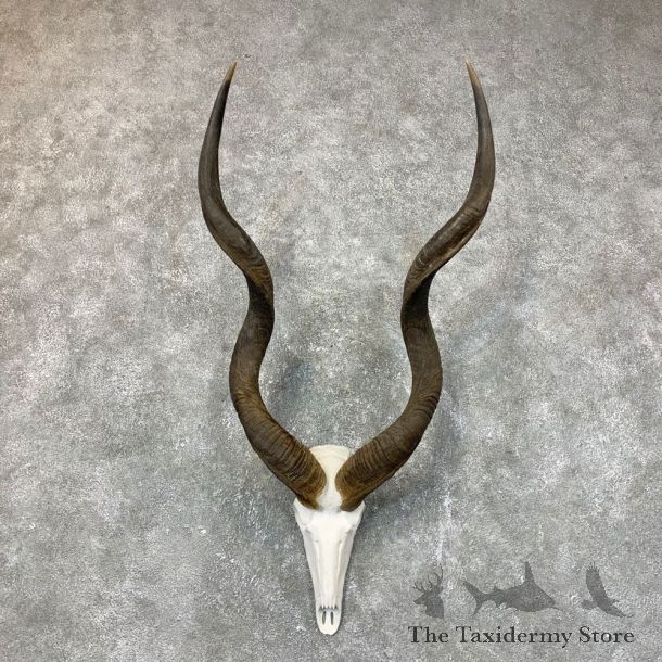 Greater Kudu Skull European Mount For Sale #23718 @ The Taxidermy Store