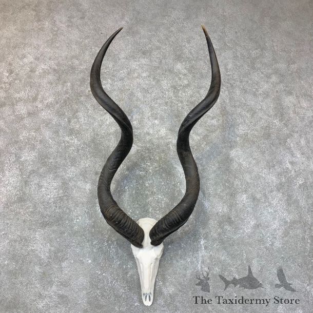 Greater Kudu Skull European Mount For Sale #23719 @ The Taxidermy Store