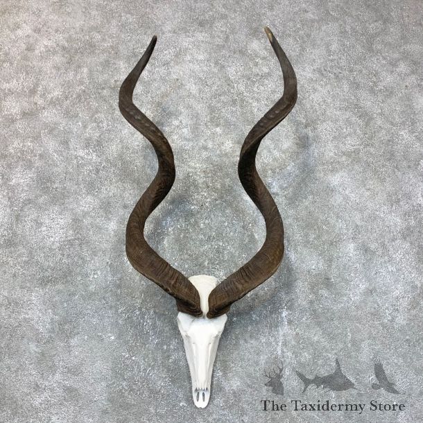 Greater Kudu Skull European Mount For Sale #23720 @ The Taxidermy Store