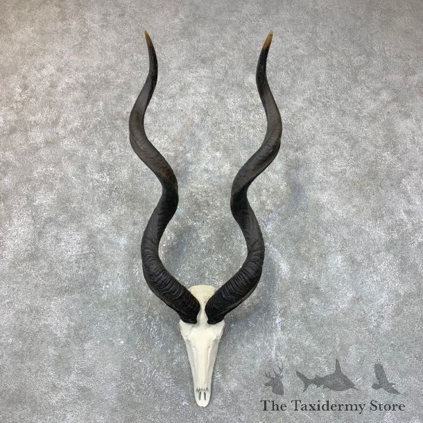Greater Kudu Skull European Mount For Sale #23723 @ The Taxidermy Store
