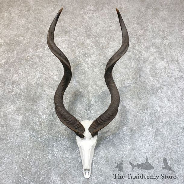Greater Kudu Skull European Mount For Sale #23740 @ The Taxidermy Store