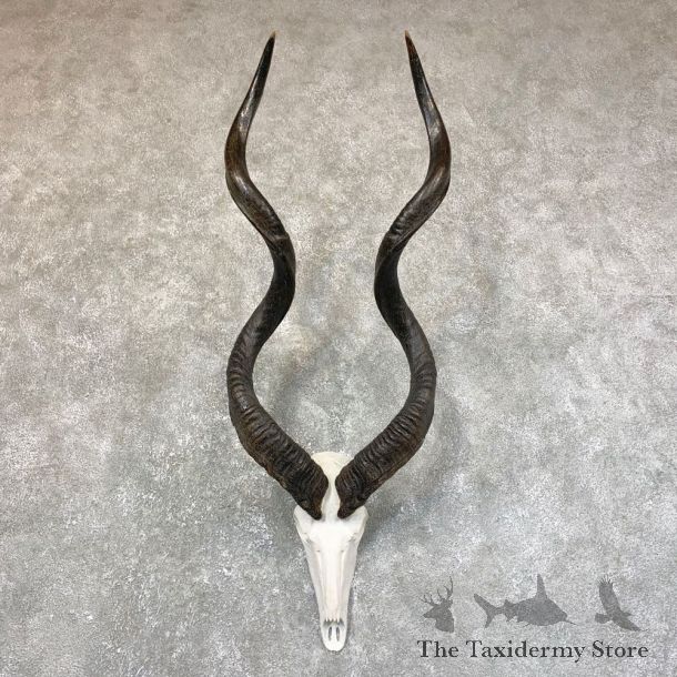 Greater Kudu Skull European Mount For Sale #23741 @ The Taxidermy Store