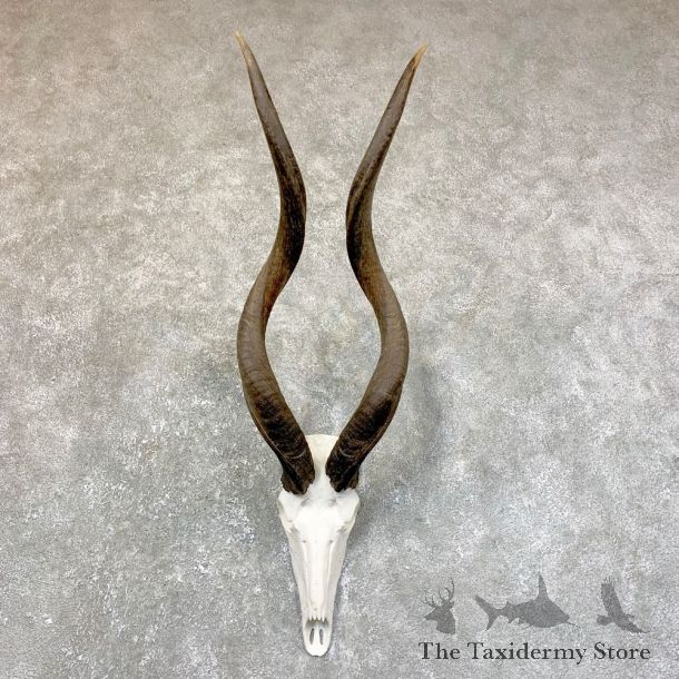Greater Kudu Skull European Mount For Sale #23742 @ The Taxidermy Store