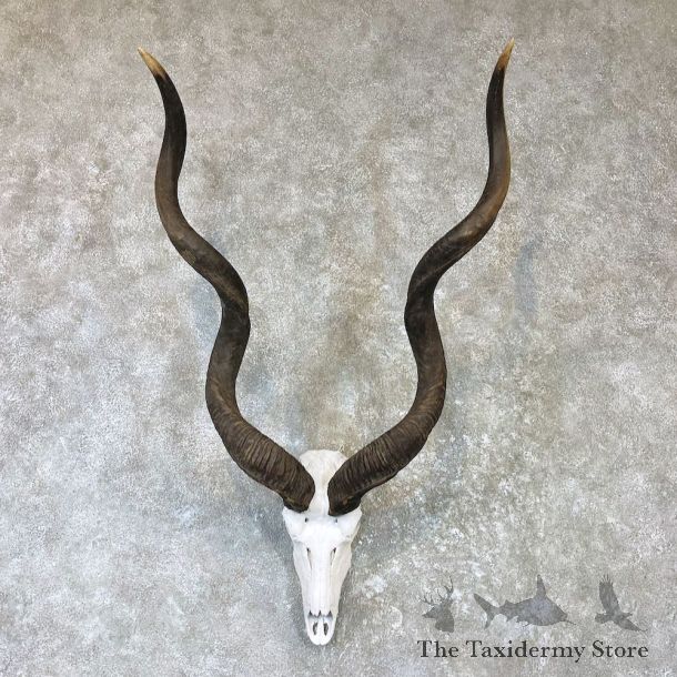 Greater Kudu Skull European Mount For Sale #26525 @ The Taxidermy Store