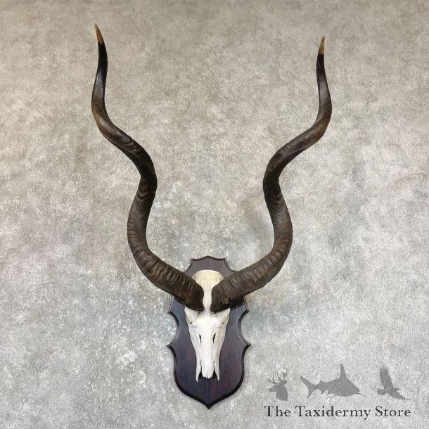 Greater Kudu Skull European Mount For Sale #26688 @ The Taxidermy Store