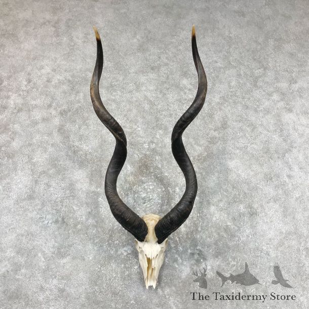 Greater Kudu Skull & Horn European Mount For Sale #26890 @ The Taxidermy Store