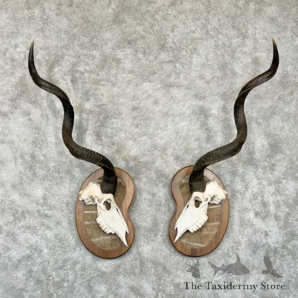 Greater Kudu Skull & Horn Plaque Set For Sale #28972 @ The Taxidermy Store