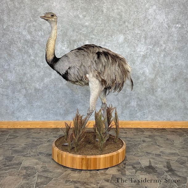 Greater Rhea Taxidermy Mount #21270 for sale @ The Taxidermy Store