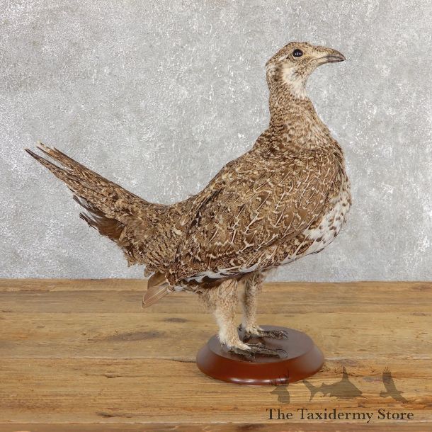 Greater Sage Grouse Bird Mount For Sale #19783 @ The Taxidermy Store