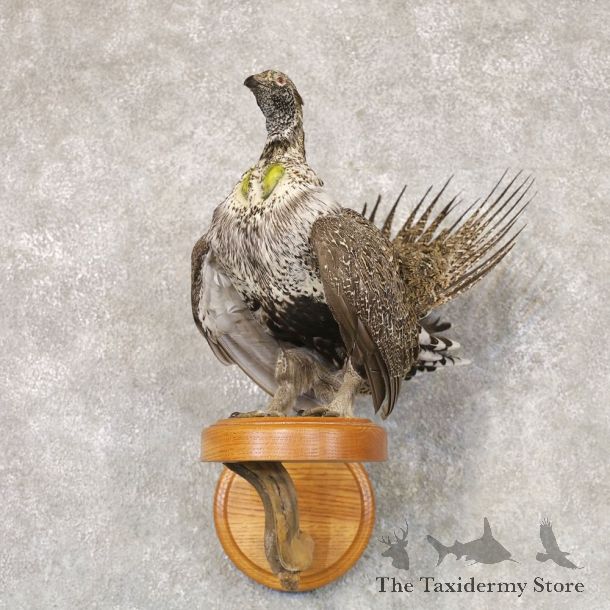Greater Sage Grouse Bird Mount For Sale #22528 @ The Taxidermy Store