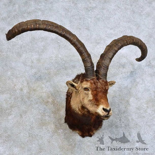 Gredos Ibex Shoulder Mount For Sale #15870 @ The Taxidermy Store