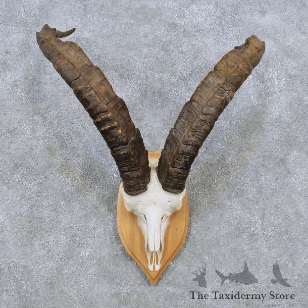 Gredos Ibex Skull Horn European Taxidermy Mount For Sale #14490 @ The Taxidermy Store