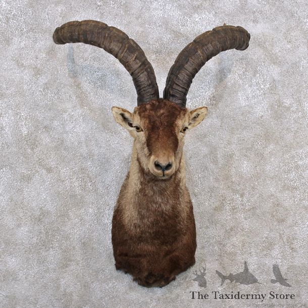 Gredos Ibex Shoulder Taxidermy Mount #11382 For Sale @ The Taxidermy Store