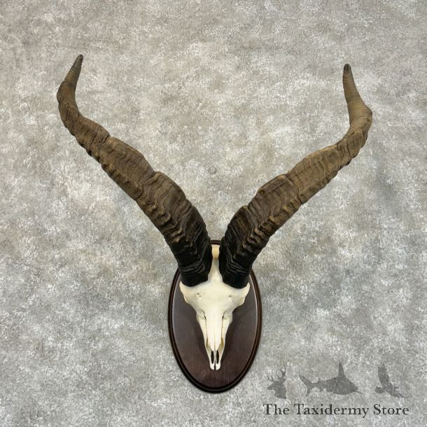 Gredos Ibex Skull Horn European Taxidermy Mount For Sale #25212 @ The Taxidermy Store