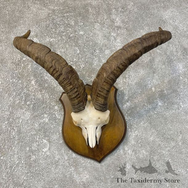 Gredos Ibex Skull Horn European Taxidermy Mount For Sale #25212 @ The Taxidermy Store