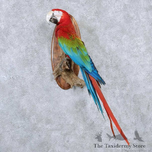 Green Winged Macaw Taxidermy Mount #13170 For Sale @ The Taxidermy Store