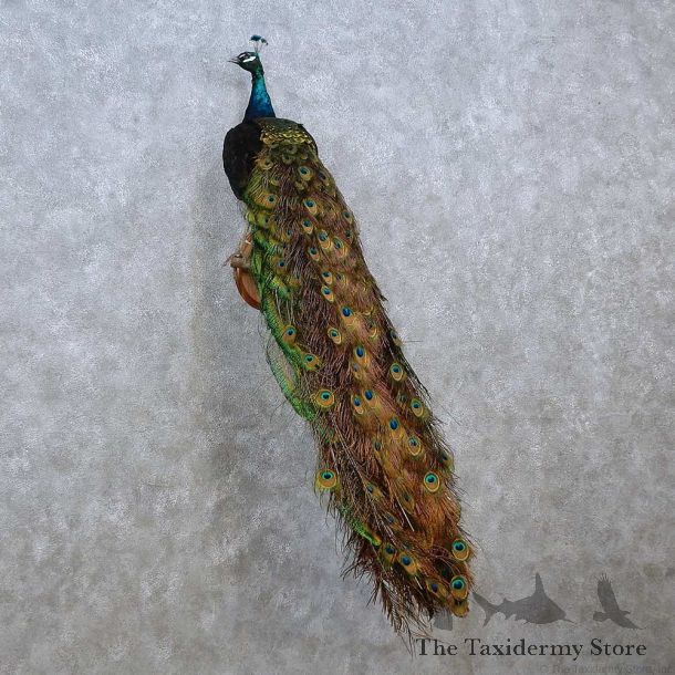 Indian Peacock Bird Mount For Sale #15240 @ The Taxidermy Store