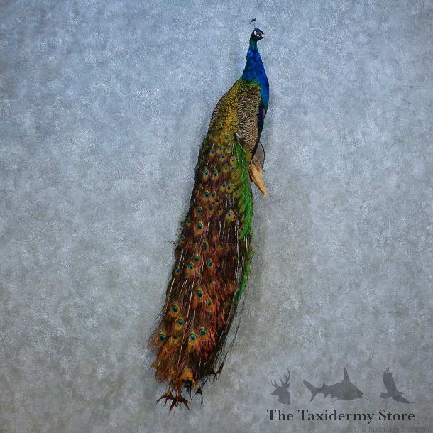 Indian Peacock Bird Mount For Sale #15545 @ The Taxidermy Store