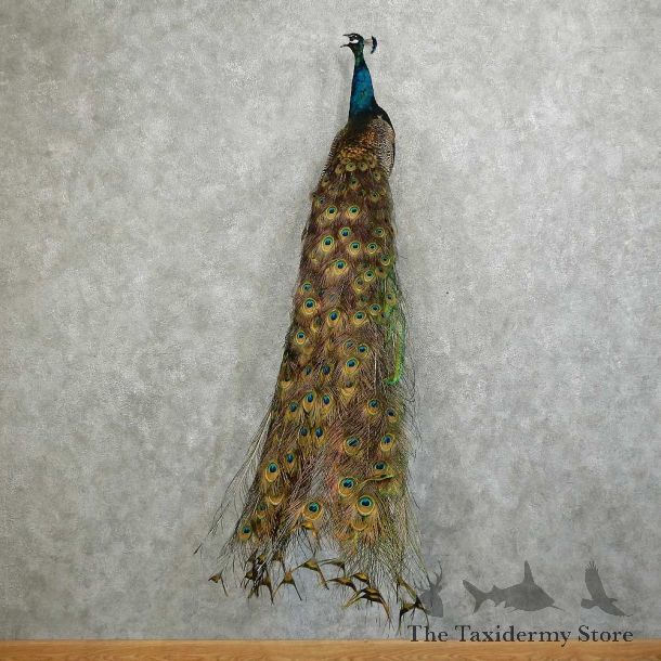 Indian Peacock Bird Mount For Sale #16049 @ The Taxidermy Store