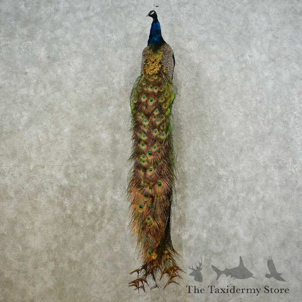 Indian Peacock Bird Mount For Sale #16222 @ The Taxidermy Store