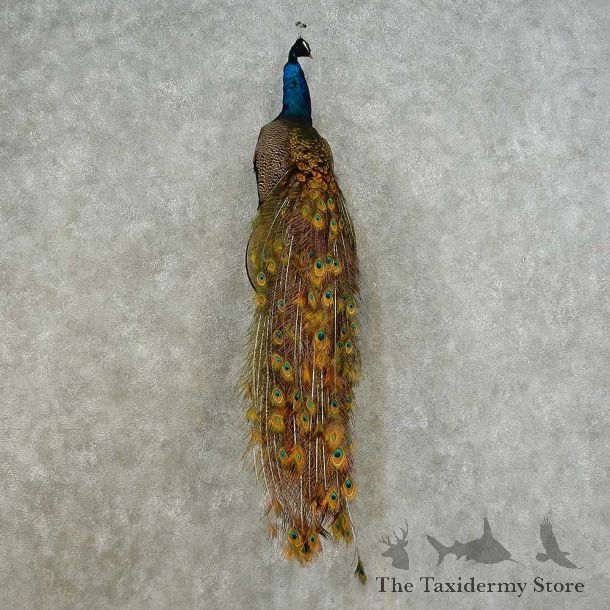 Indian Peacock Bird Mount For Sale #16226 @ The Taxidermy Store