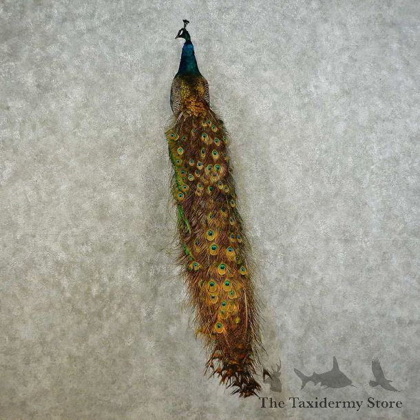Indian Peacock Bird Mount For Sale #16228 @ The Taxidermy Store