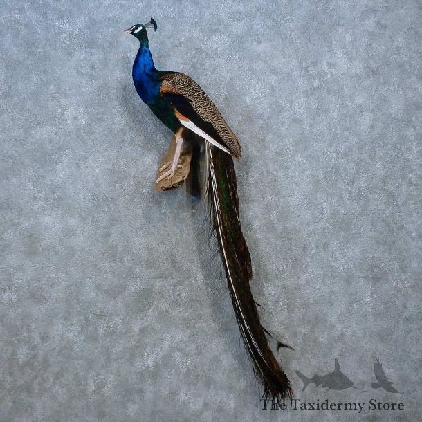 Indian Peacock Bird Mount For Sale #15335 @ The Taxidermy Store