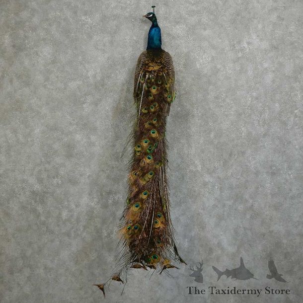 Indian Peacock Bird Mount For Sale #16059 @ The Taxidermy Store