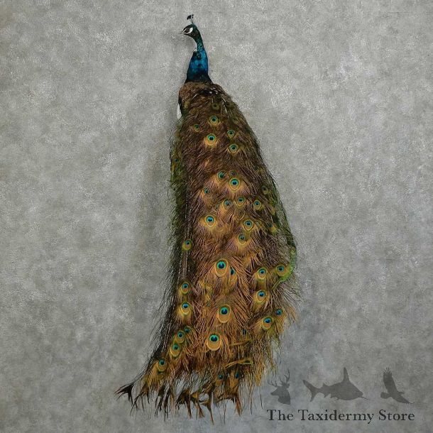 Indian Peacock Bird Mount For Sale #16060 @ The Taxidermy Store