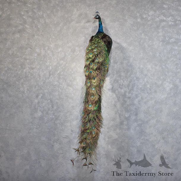 Green Indian Peacock Mount #11876 For Sale @ The Taxidermy Store