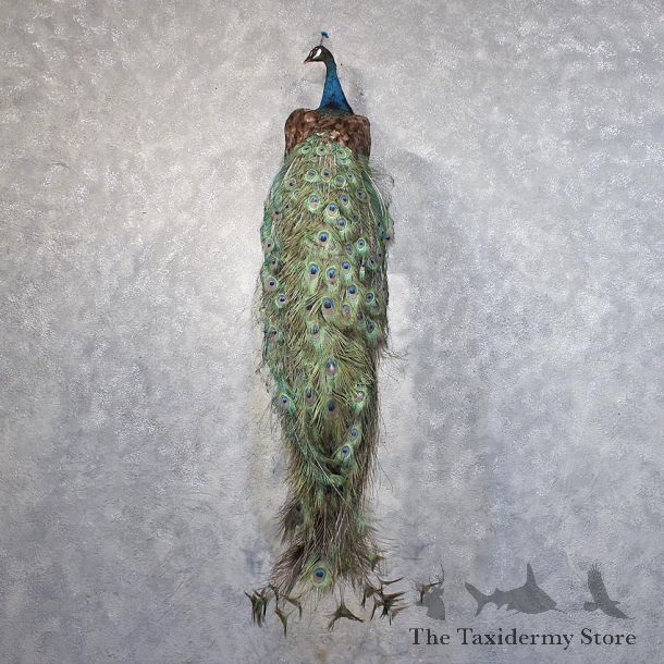 Green Indian Peacock Mount #11877 For Sale @ The Taxidermy Store