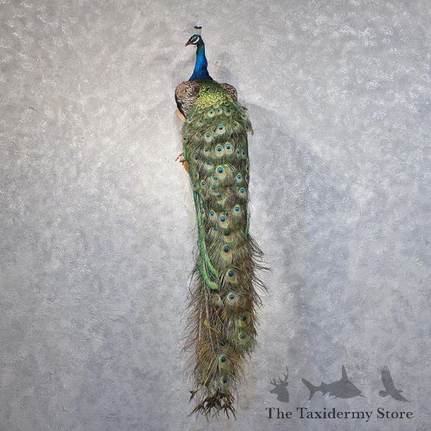 Green Indian Peacock Mount #11878 For Sale @ The Taxidermy Store