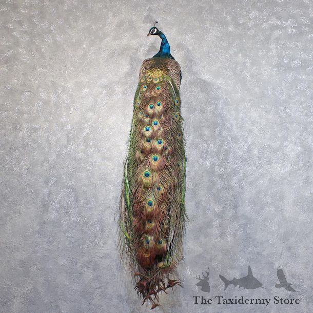 Green Indian Peacock Mount #11880 For Sale @ The Taxidermy Store