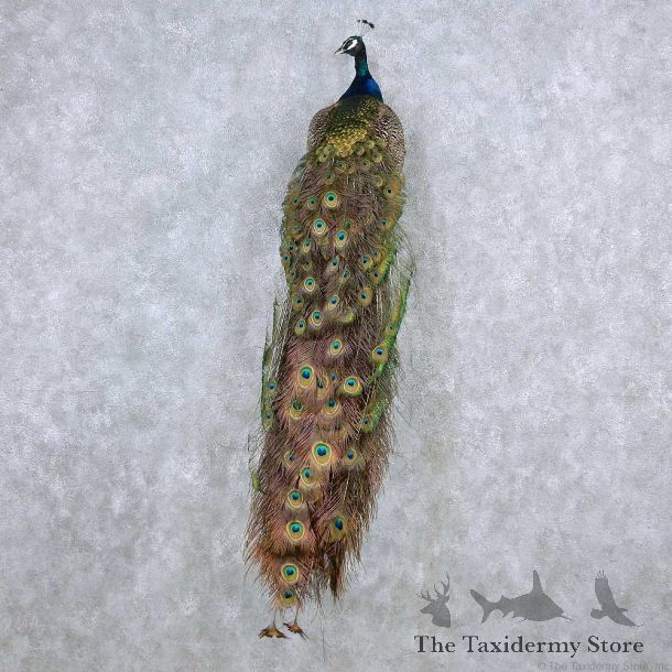 Green Indian Peacock Mount For Sale #13921 For Sale @ The Taxidermy Store