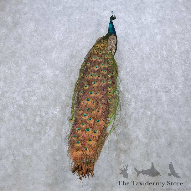 Indian Peacock Bird Mount For Sale #14631 @ The Taxidermy Store