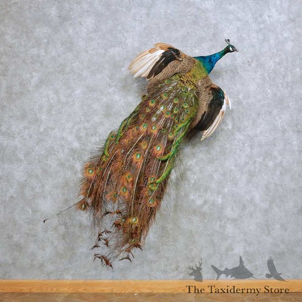 Indian Peacock Bird Mount For Sale #14632 @ The Taxidermy Store