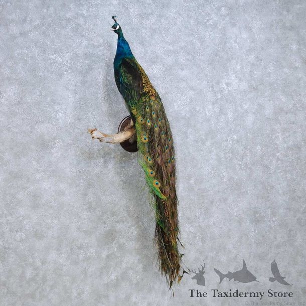 Indian Peacock Bird Mount For Sale #15828 @ The Taxidermy Store