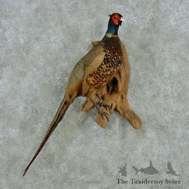Perched Green Pheasant Life Size Mount #13560 For Sale @ The Taxidermy Store