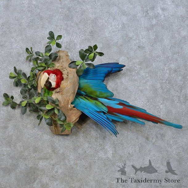 Green-Winged Macaw Head Mount For Sale #15000 @ The Taxidermy Store
